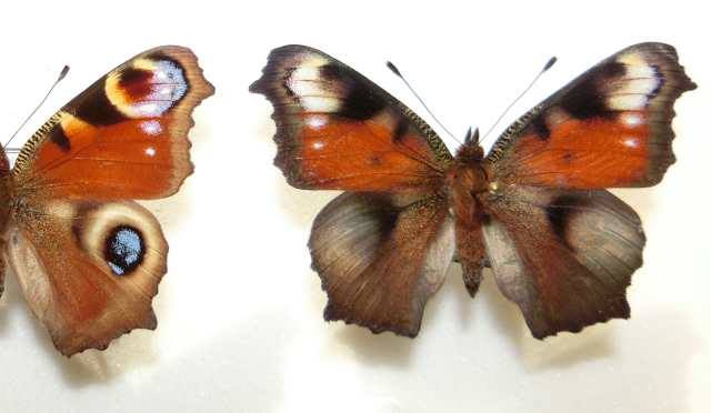 Inachis io (cold shock abb - Poland) (Internet Image property of respective owner, non-commercial use only)